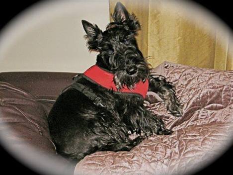 Gus - reclining like a gentleman!