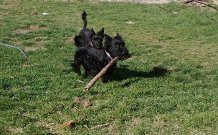 Knapp Laddie 1st birthday 1