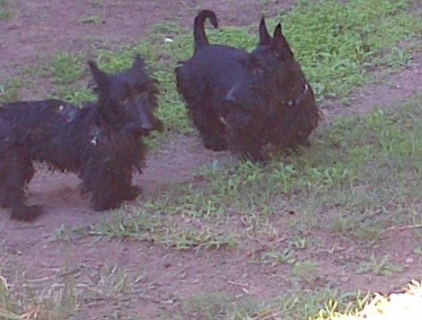 Dougal and Haemish (on the right)