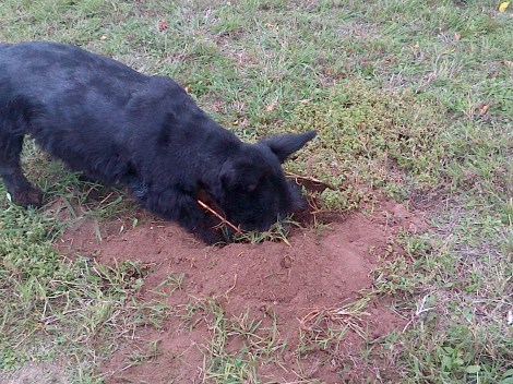 Mackie, digging her way to Australia!