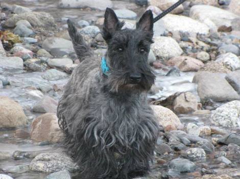 Willi, enjoying a little paddle