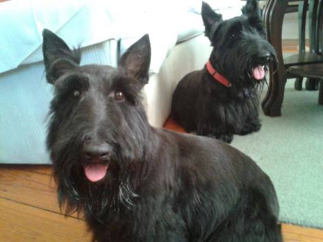 james baileys jessies haggis