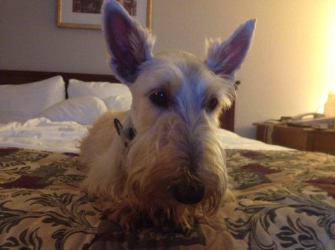 Sparkle St Marie Bailey 2