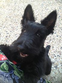 islay scottish terriers Islay 1
