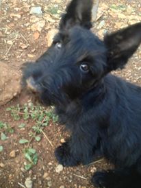 Islay scottish terriers Islay 2
