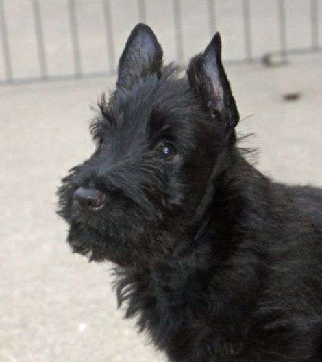 snottyscottie baby 2