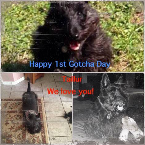 michelle parker nuckles and taillur