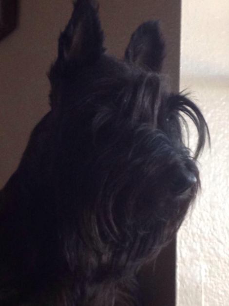 Debbie Luttrell Cesare and Maggie bd