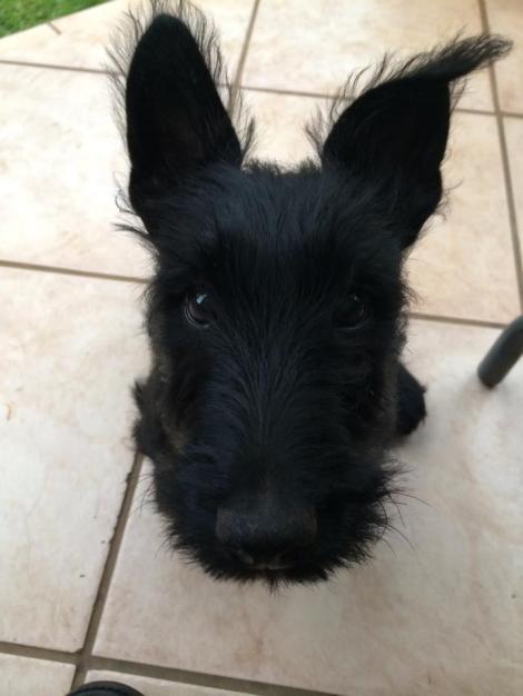 Ingrid Nobrega Barnard and Sebastian bd