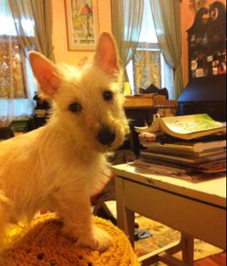 Martha McGill and Finnegan bd