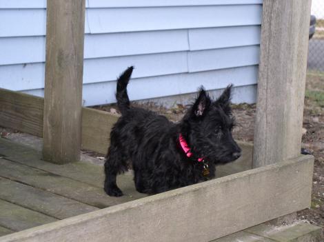 Patti Dellett Giamoietro and Maggie bd