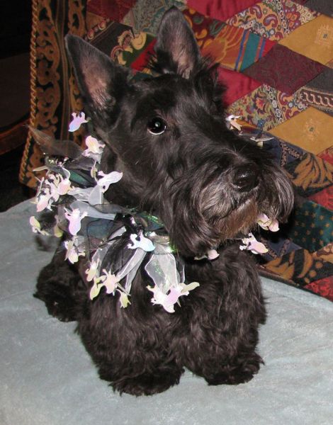 Tunia Hyland Harrison and Argyle