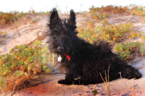 Vicky A Clarence and Onyx