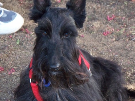 Denise Schwob and Moose