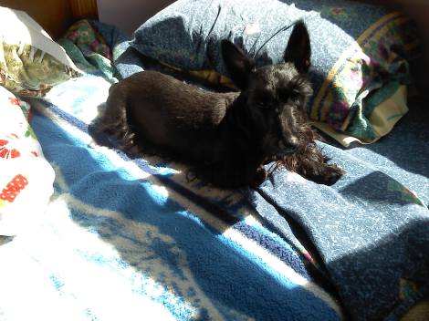 Jackie jasz and violet 18th march