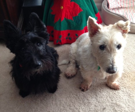 Maggie Anderson and Declan bd