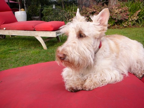 Rich Chambers and Abby Feb-11